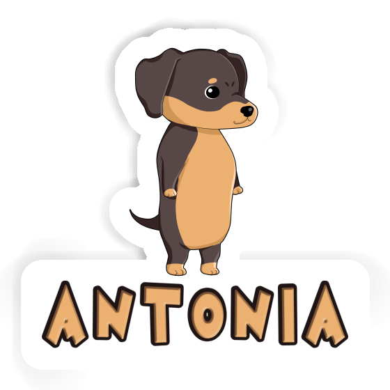 Sticker Dachshund Antonia Gift package Image