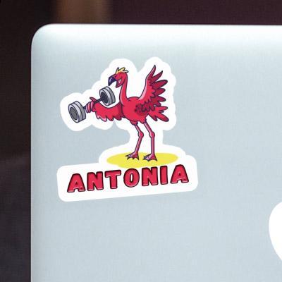 Sticker Flamingo Antonia Laptop Image