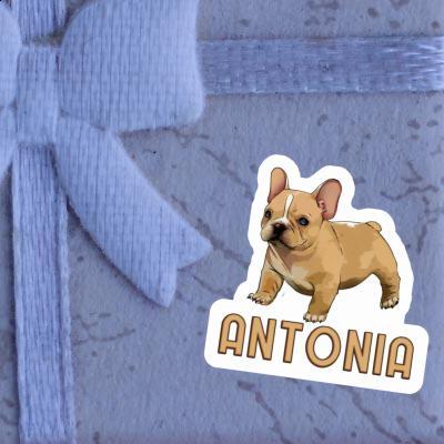 Sticker Antonia Bulldogge Image