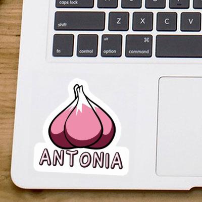 Antonia Aufkleber Knoblauch Laptop Image