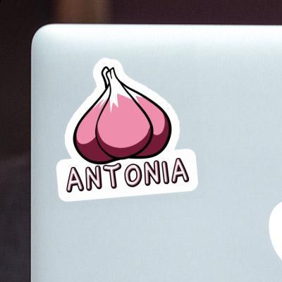 Antonia Aufkleber Knoblauch Laptop Image