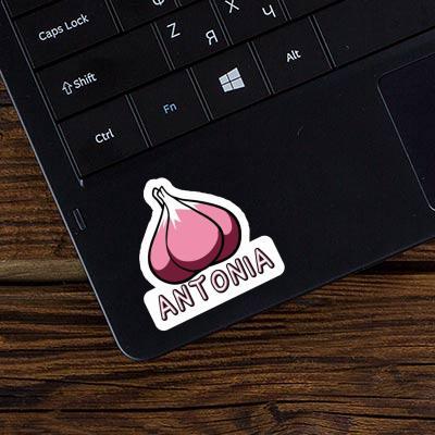 Sticker Garlic clove Antonia Laptop Image