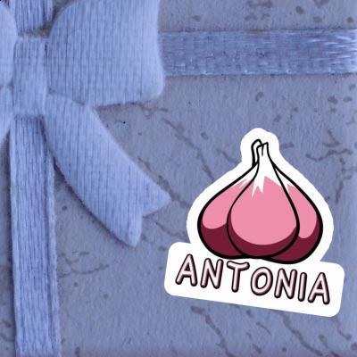 Antonia Aufkleber Knoblauch Notebook Image