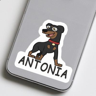 Pinscher Aufkleber Antonia Laptop Image