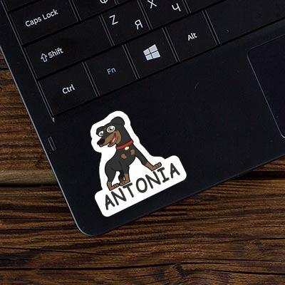 Pinscher Aufkleber Antonia Laptop Image