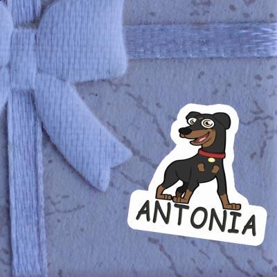 Pinscher Aufkleber Antonia Laptop Image