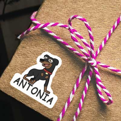 Pinscher Aufkleber Antonia Laptop Image