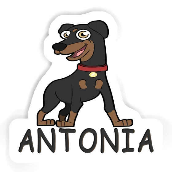 Pinscher Aufkleber Antonia Laptop Image