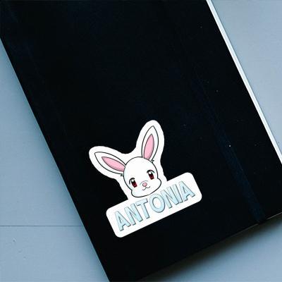 Autocollant Lapin Antonia Gift package Image