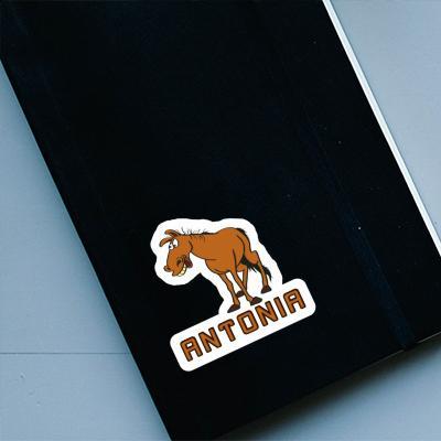 Sticker Antonia Horse Laptop Image