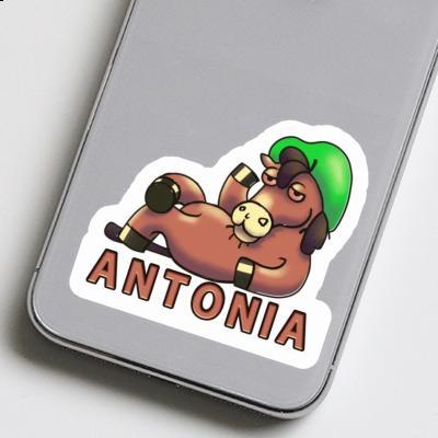 Antonia Sticker Lying horse Gift package Image