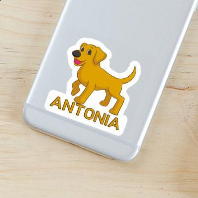 Antonia Sticker Labrador Gift package Image