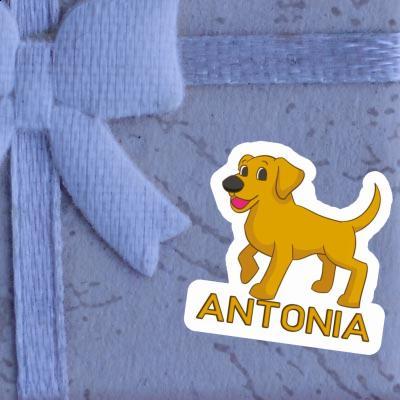 Autocollant Labrador Antonia Laptop Image