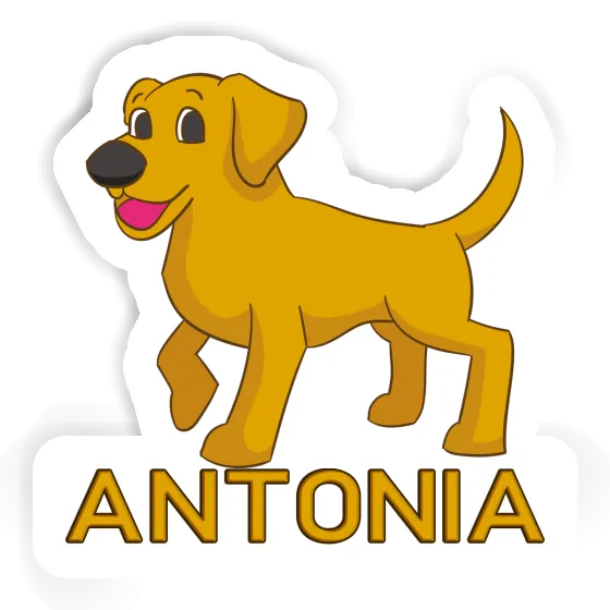 Autocollant Labrador Antonia Image