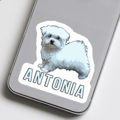 Antonia Sticker Maltese Dog Laptop Image