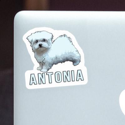 Antonia Autocollant Bichon maltais Notebook Image