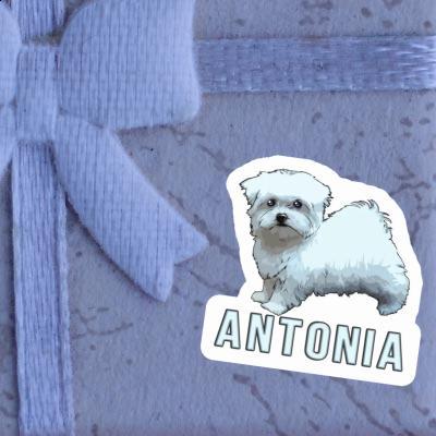 Antonia Autocollant Bichon maltais Notebook Image