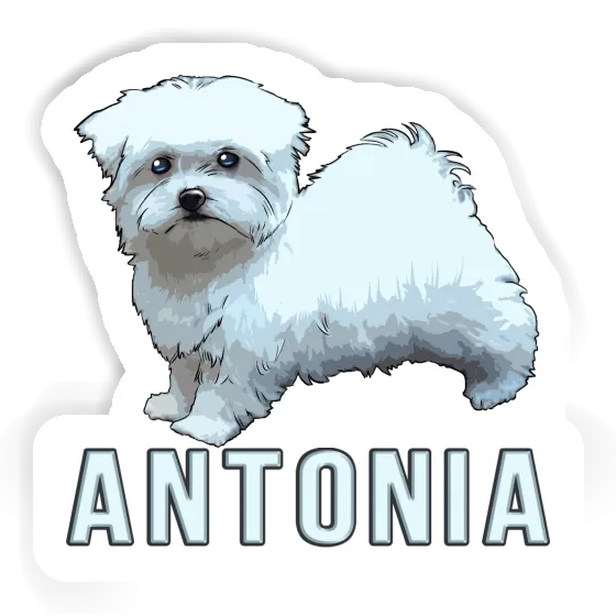 Antonia Sticker Maltese Dog Image