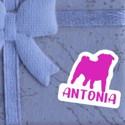 Mops Aufkleber Antonia Gift package Image