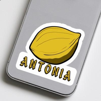 Sticker Antonia Nut Notebook Image