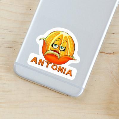 Orange Sticker Antonia Image