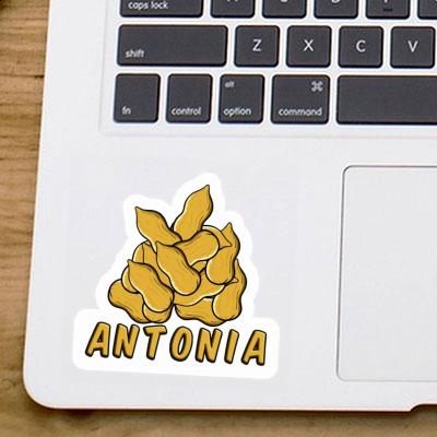 Sticker Antonia Nut Laptop Image