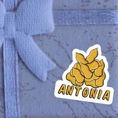 Sticker Antonia Nut Laptop Image