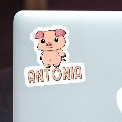 Antonia Sticker Piggy Laptop Image