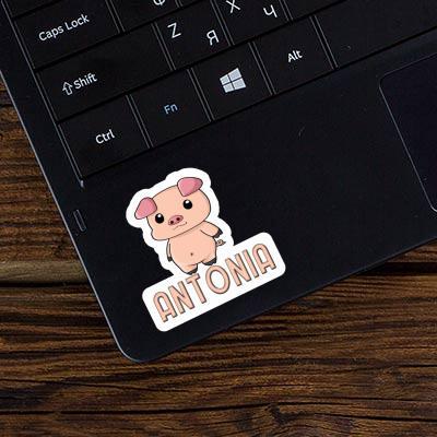 Antonia Sticker Piggy Laptop Image