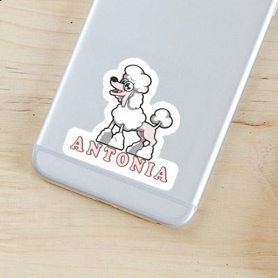 Pudel Sticker Antonia Image