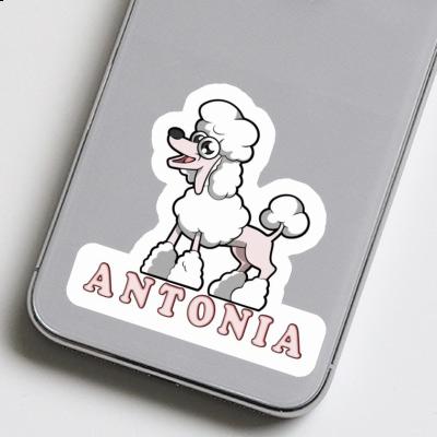 Antonia Autocollant Caniche Image