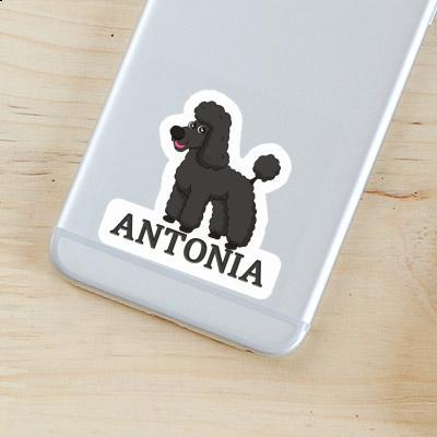 Poodle Sticker Antonia Laptop Image