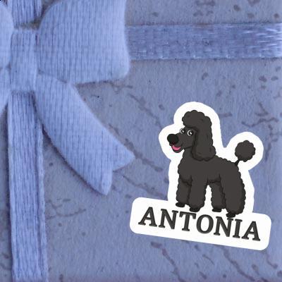 Antonia Autocollant Caniche Notebook Image