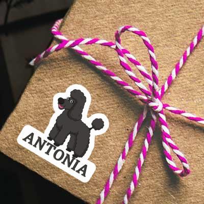 Poodle Sticker Antonia Gift package Image