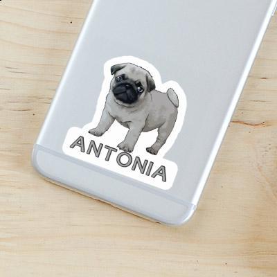 Antonia Sticker Pug Laptop Image