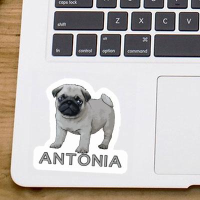 Antonia Sticker Pug Laptop Image