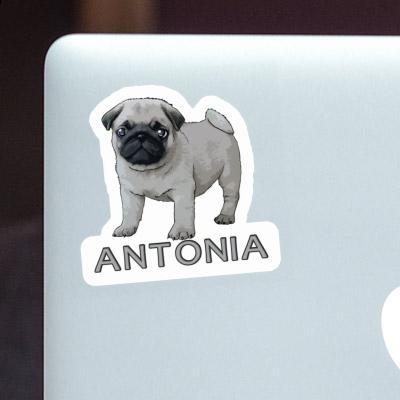 Antonia Sticker Pug Laptop Image