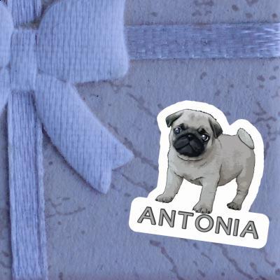 Antonia Aufkleber Mops Image