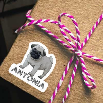 Antonia Sticker Pug Laptop Image