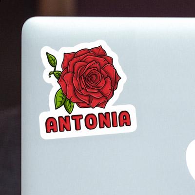 Antonia Sticker Rose blossom Laptop Image