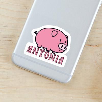 Sticker Pig Antonia Laptop Image