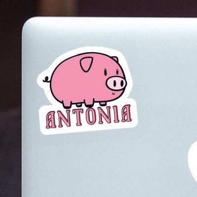 Antonia Aufkleber Schwein Laptop Image