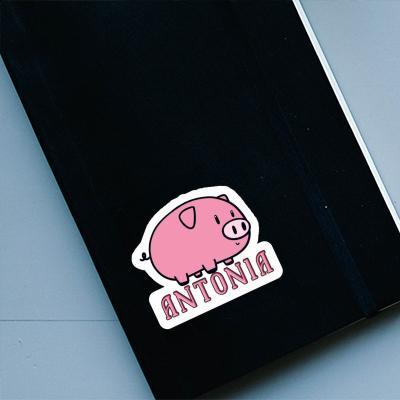 Antonia Aufkleber Schwein Notebook Image