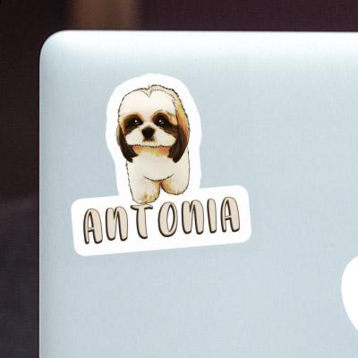 Sticker Antonia Shih Tzu Gift package Image