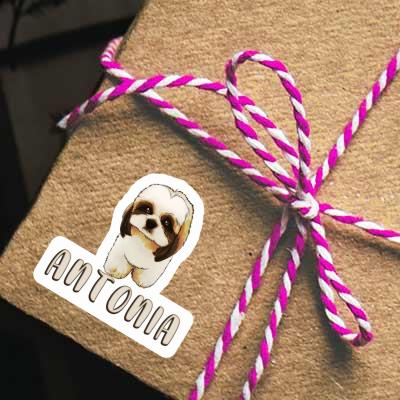 Sticker Antonia Shih Tzu Image