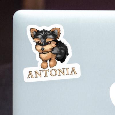 Sticker Terrier Antonia Image