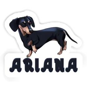 Autocollant Ariana Teckel Image