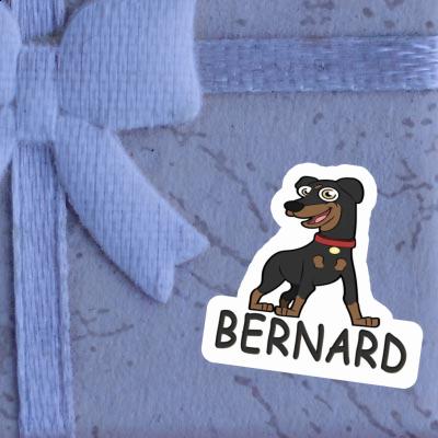 Sticker Bernard Pinscher Gift package Image