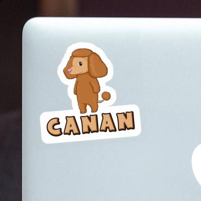 Sticker Canan Poodle Laptop Image