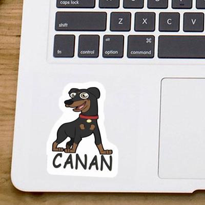 Pinscher Autocollant Canan Gift package Image